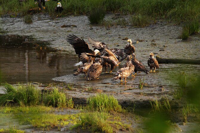 4hr Custom Private Tour of Ketchikan (14 People) Wildlife + More - Who Will Love This Tour?