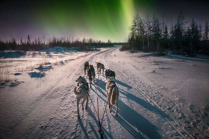 4hr Dog Sledding Tour under the Northern Lights - Discover the 4-Hour Dog Sledding Tour Under the Northern Lights in Alta, Norway