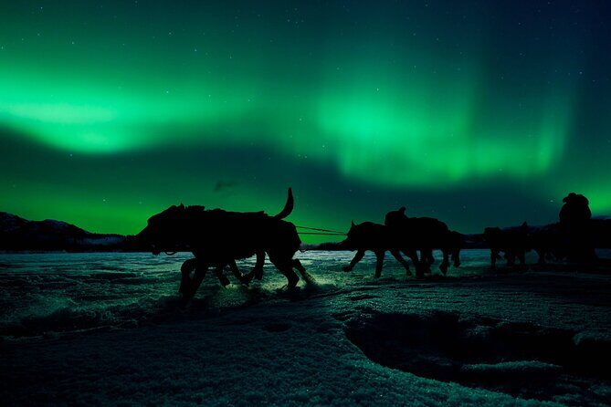4hr Dog Sledding Tour under the Northern Lights - Key Points