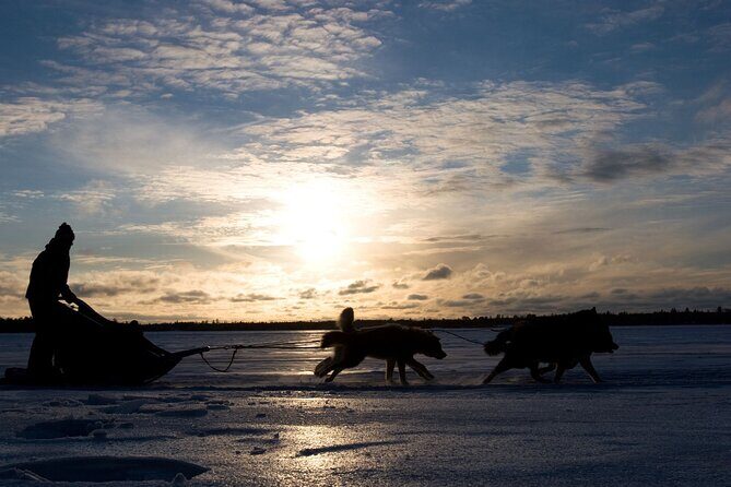 4hr Dog Sledding Tour under the Northern Lights - Frequently Asked Questions