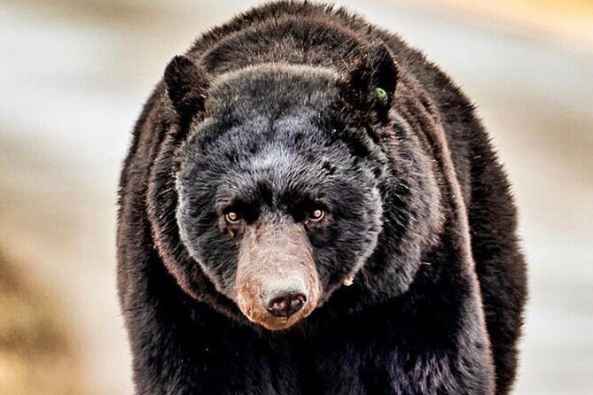 4hr Ketchikan Private custom tour (4 people) Wildlife + More - An In-Depth Look at the 4-Hour Private Tour in Ketchikan