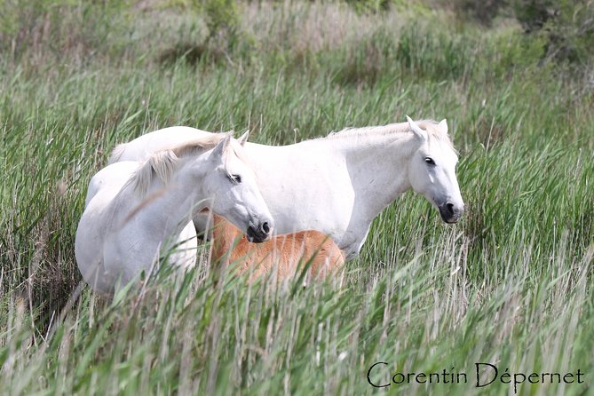 4x4 Camargue Safari 4h - Private Tour - Departure From Arles - Customer Reviews