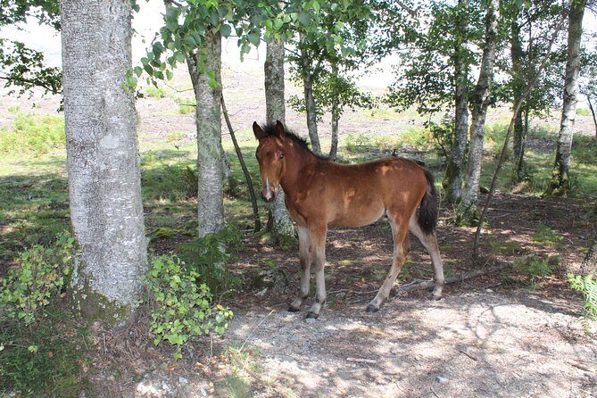 4X4 Privat Tour - Peneda-Gerês National Park - FAQ