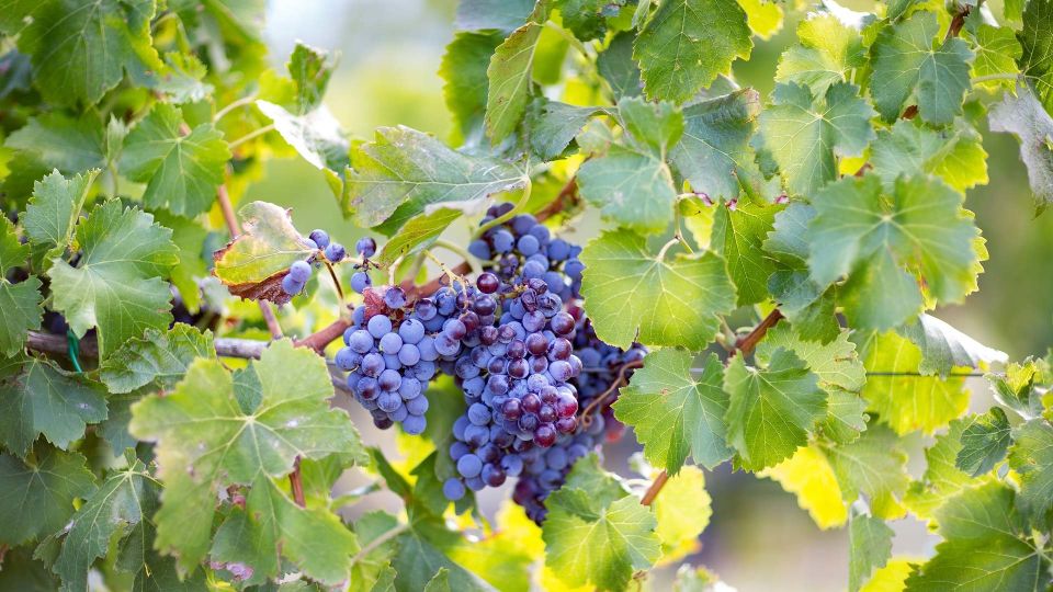 4x4 Private Tour in Orosei W/ Vineyard & Nuraghe Visit - Restrictions