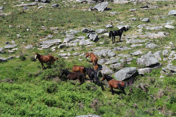 4X4 Tour – Mountain - Viana Do Castelo - Serra Sta. Lucia, Serra D'arga - Booking Information