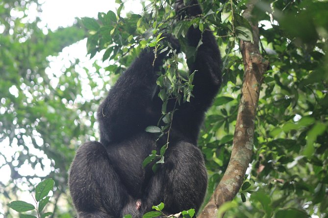 5-Day Big 5 Kidepo Valley National Park Safari - Safari Itinerary Details