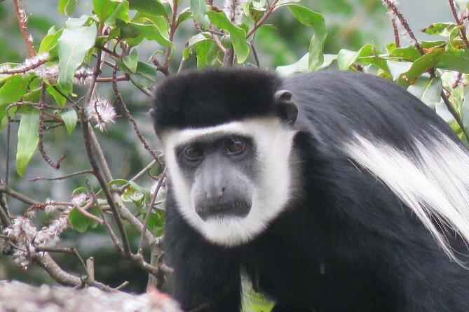 5-Day Bwindi Gorilla and Chimpanzee Trekking Safari in Uganda - Frequently Asked Questions