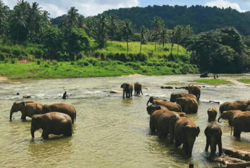 5 Day Flash Tour of Sri Lanka Cover 5 Land Marks! - Price & Value: What Does $3,299 Buy?