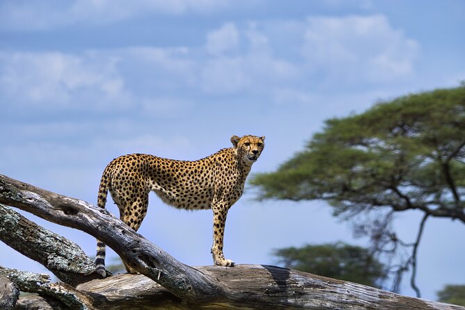 5-Day Highlights Mid-Range Crater, Serengeti, Tarangire - Tour Operator Information