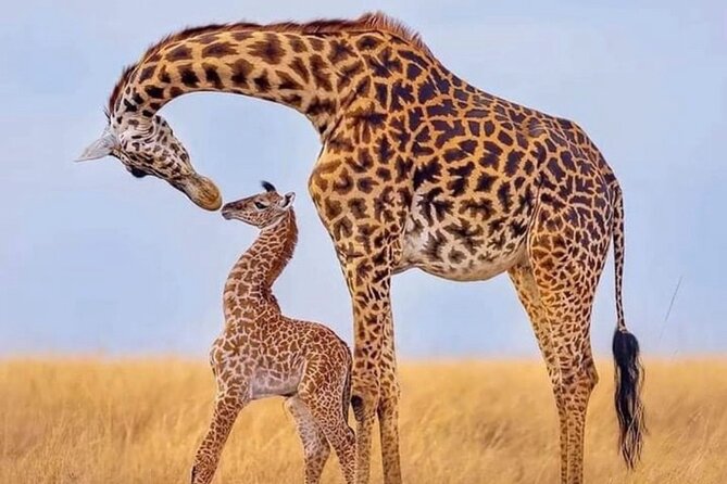5-Day Lake Manyara, Serengeti, Ngorongoro Crater and Tarangire - Frequently Asked Questions