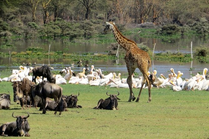 5-Day Masai Mara Lake Nakuru and Naivasha Small-group Safari Tour - Discovering Lake Nakuru
