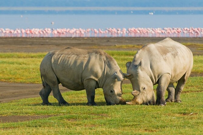 5-Day Masai Mara Lake Nakuru and Naivasha Small-group Safari Tour - Safari Highlights and Itinerary