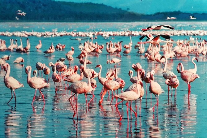 5-Day Masai Mara Lake Nakuru and Naivasha Small-group Safari Tour - Tour Participation and Policies