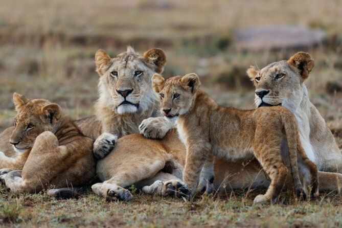 5-Day Masai Mara Lake Nakuru and Naivasha Small-group Safari Tour - Traveler Reviews and Ratings