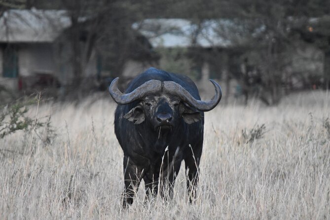 5-Day Private Safari in Serengeti Np & Ngorongoro Crater - Accommodation and Meals