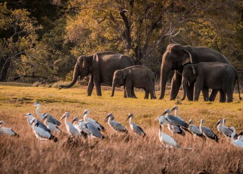 5-Day Private Sri Lanka Trip-Hotels, Breakfast & Luxury Car - Frequently Asked Questions