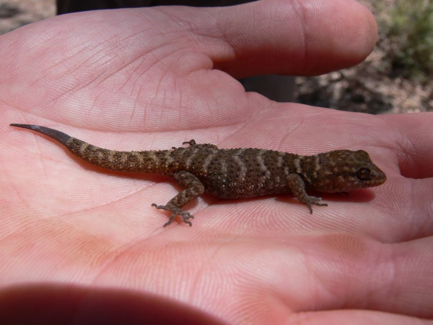 5-Day SA Outback Eco Tour From Coober Pedy to Adelaide - Key Points