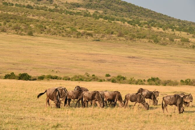 5-Day Safari in Maasai Mara, Lake Nakuru and Naivasha - Preparing for the Safari Adventure