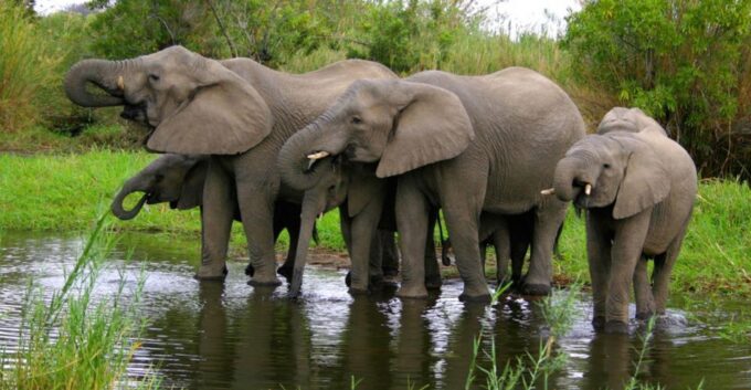 5 Day Small Group Garden Route Tour From CapeTown Dep Monday - Addo Elephant National Park Visit