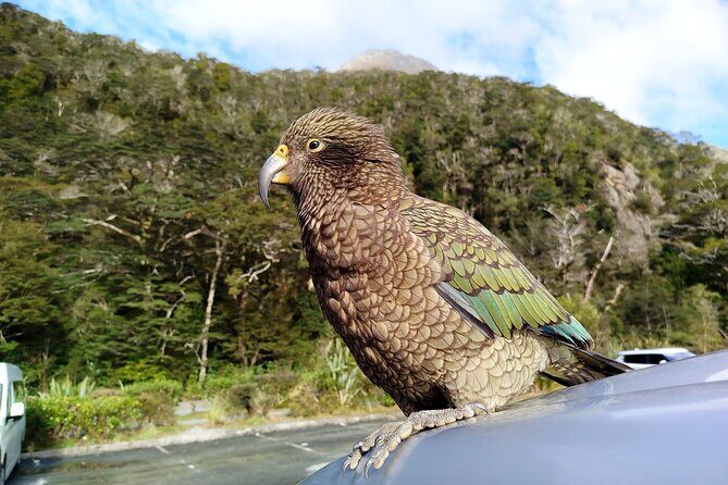 5 Day South Island Tour from Queenstown including Stewart Island - Key Points
