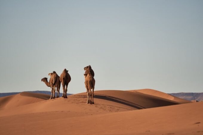 5-Day Tour From Casablanca to Iconic Destinations - Cultural Immersion