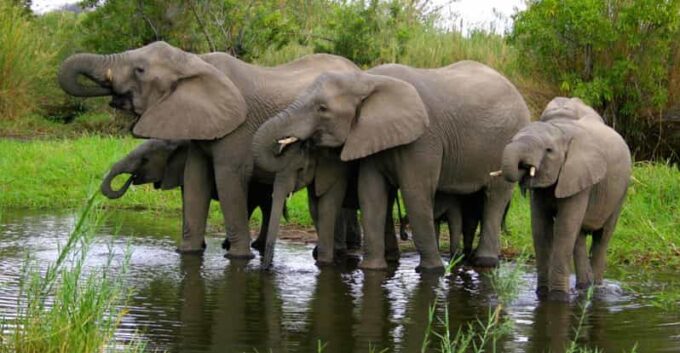 5 Day Zululand Pvt Safari From Durban Plus Drakensberg M - Tour Highlights and Inclusions
