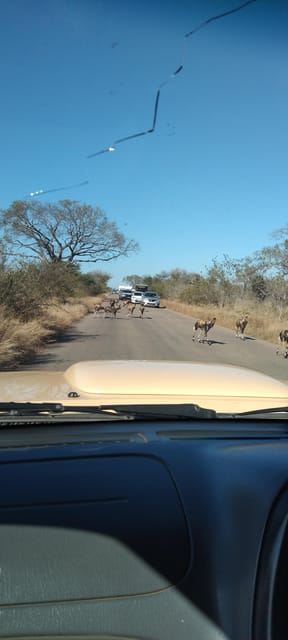 5 Days 4 Nights Safari Tour In Madikwe And Pilanersbeg - Key Points