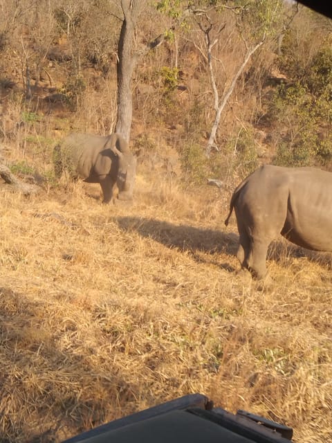 5 Days 4 Nights Safari Tour In Madikwe And Pilanersbeg - An Overview of the Safari Itinerary