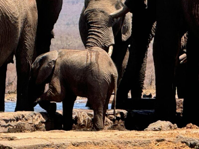 5 Days 4 Nights Safari Tour In Madikwe And Pilanersbeg - Who Will Enjoy This Tour?