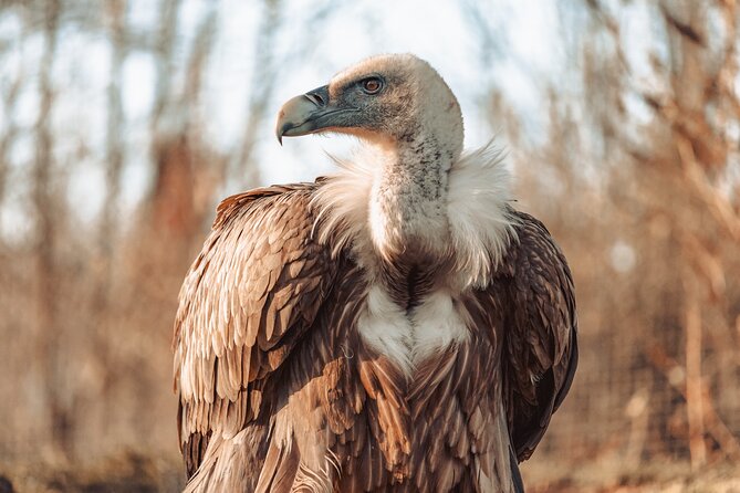 5-Days Discovering Birds of Portugal and Spain With Guide - Inclusions and Amenities