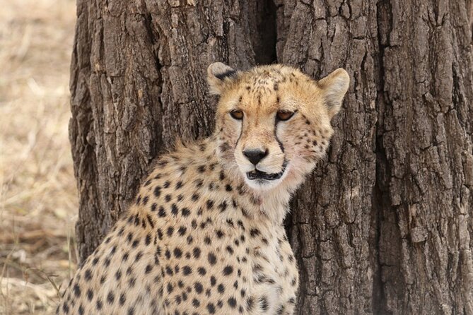 5 Days Fantastic Tanzania Lodge Safaris - Pricing and Cancellation Policy