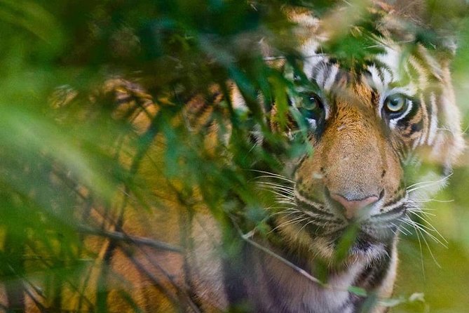 5 Days Golden Triangle Tour and Ranthambore Wildlife Safari - Itinerary Breakdown