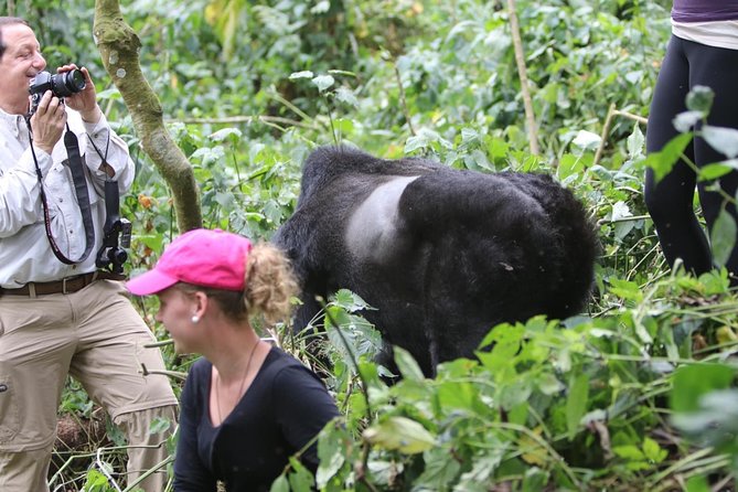 5 Days Gorilla & Wildlife Safari in Uganda - Guided Nature Walks in Bwindi