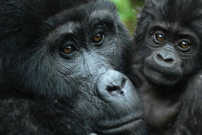 5 Days Gorilla & Wildlife Safari in Uganda - Visiting Protected Nature Reserves