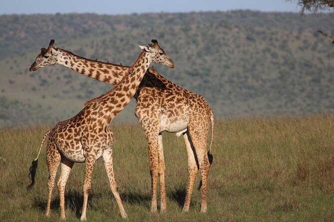 5 Days Lake Naivasha, Lake Nakuru, & Masai Mara - Inclusions for Your Trip