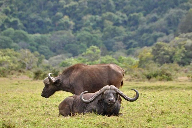 5 Days Luxury Lodge Safari Tour Tanzania - Tips for a Successful Trip