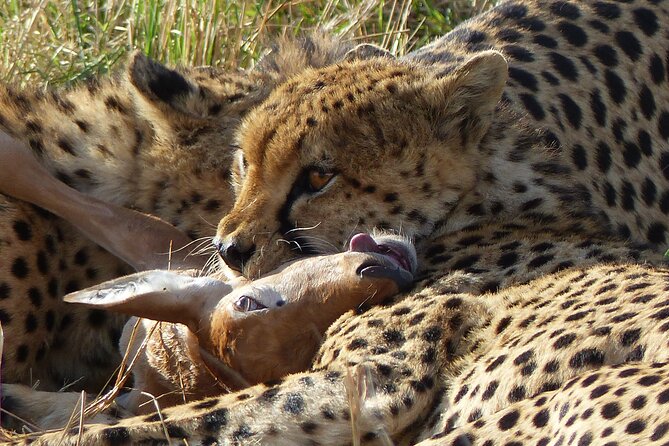 5 Days Magical Kenya Safari Private Tour - Meeting and Pickup