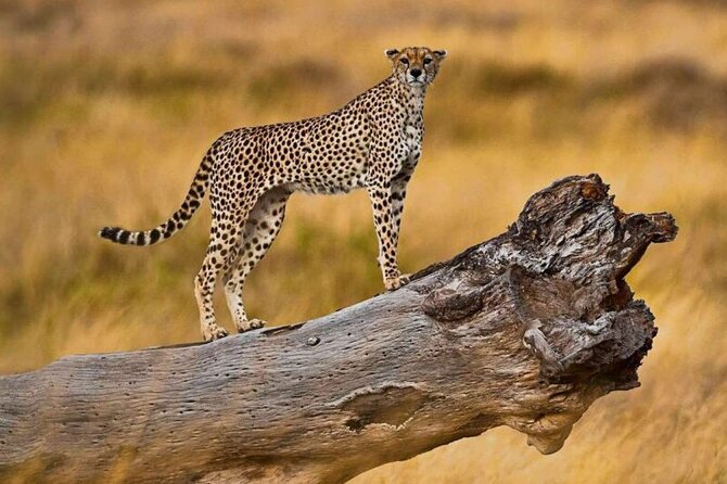 5 Days Northern Tanzania Budget Group Joining Safari - Accessibility and Participation