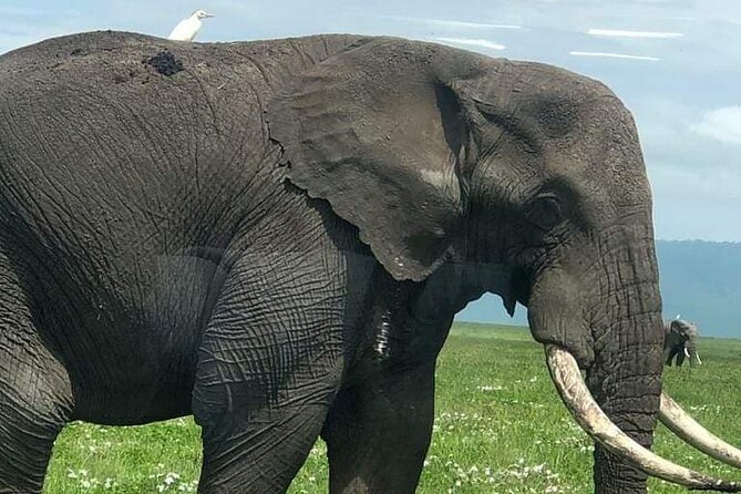 5 Days Nothern Tanzania Camping Safari - Accommodations and Camping