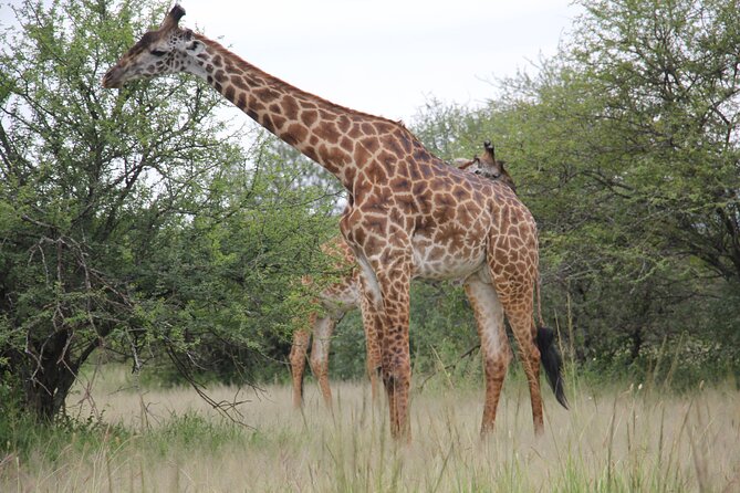 5 Days Nothern Tanzania Camping Safari - Wildlife and Scenery