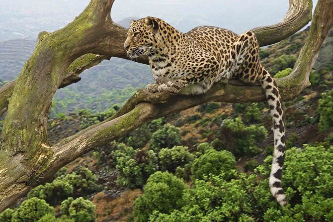 5 Days Nothern Tanzania Camping Safari - Meals and Dining