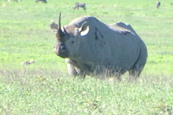 5 Days Nothern Tanzania Camping Safari - Transportation and Logistics