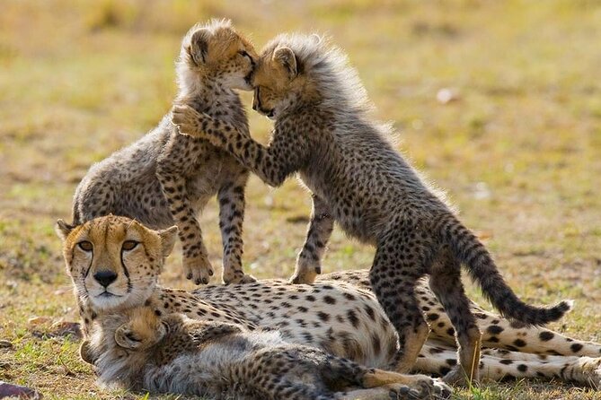 5 Days Safari Adventure in Tanzania - What to Expect
