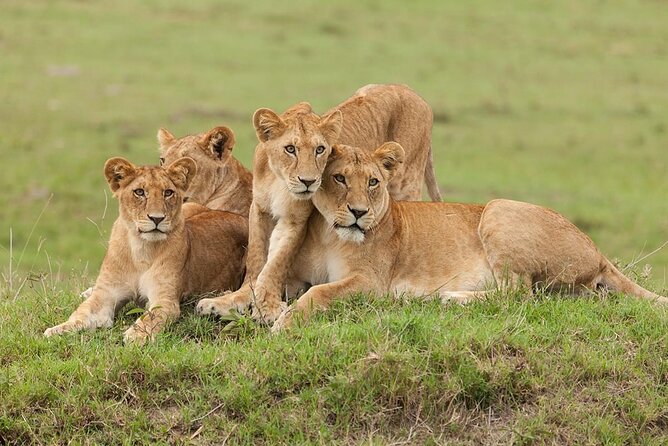 5 Days Safari Adventure in Tanzania - Inclusions and Amenities