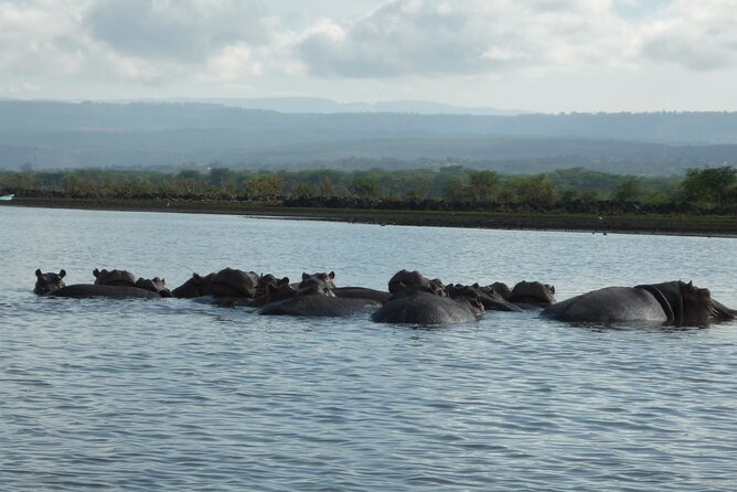 5 Days Safari to Amboseli N/P, Lake Naivasha, Maasai Mara N/R. - Highlights of Amboseli National Park