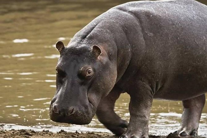 5 Days Safari Tour Itinerary: Delight With Luxury Safaris in 3 National Parks - Cancellation Policy