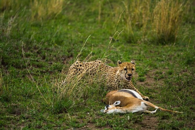 5 Days Tanzania Group Joining Safari, Tarangire/Serengeti/Ngorongoro Crater - Preparation Tips