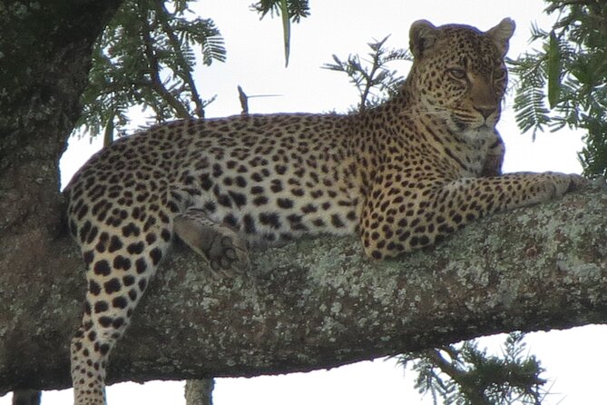 5 Days Tanzania Wildlife Safari Private Tour - Day 1: Arrival and Transfer