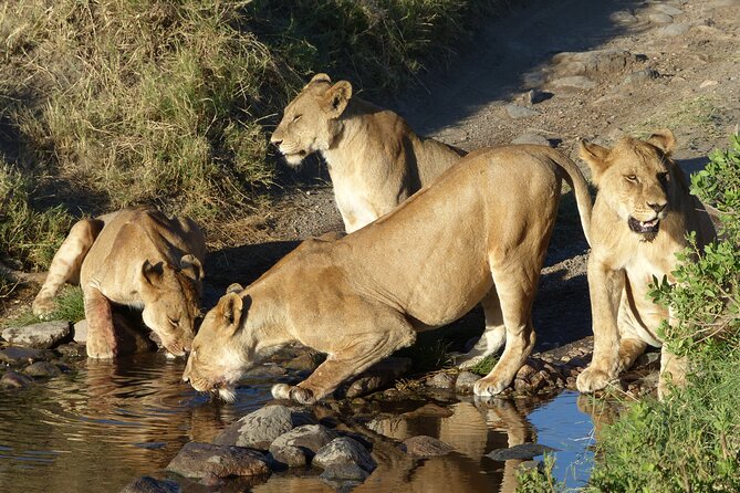 5 Days Tanzania Wildlife Safari Private Tour - Day 3: Ngorongoro Crater