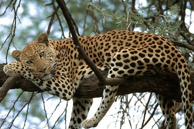 5 Days Tarangire, Serengeti, Ngorongoro & Manyara Budget Lodge Safari Tour - Wildlife Spotting Opportunities